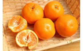 和歌山有田の濃厚はるみ 約10kg (S又はMサイズ)※2027年1月下旬～2月中旬順次発送予定/みかん 蜜柑 フルーツ 果物 【ard204】 