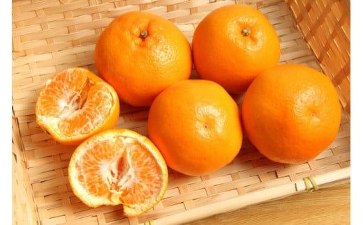 和歌山有田の濃厚はるみ 約10kg (S又はMサイズ)※2027年1月下旬～2月中旬順次発送予定/みかん 蜜柑 フルーツ 果物 【ard204】 