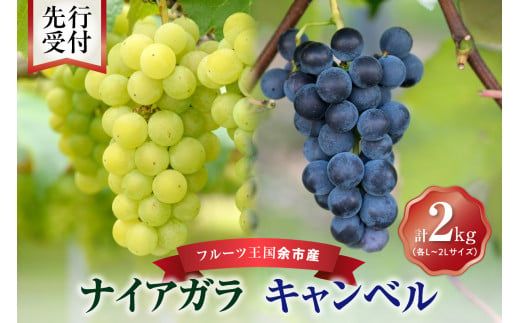 【先行予約：2026年9月中旬以降発送】フルーツ王国余市産「ナイアガラ・キャンベル」2kg【ニトリ観光果樹園】_Y074-0126