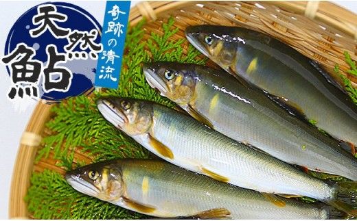 （2025年先行受付）高知県仁淀川の天然鮎　約500ｇ