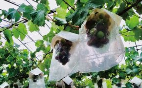 【予約受付】ブラックオリンピア 約1kg（2～3房）【8月中に順次発送】 巨峰に似たはちみつぶどうと呼ばれる幻のぶどう  【nuk114A】 