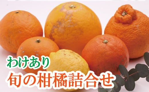 庭用 柑橘詰合せ1.5kg+45g(傷み補償分)[訳あり・わけあり][有田の春みかん詰め合わせ・フルーツ詰め合せ・オレンジつめあわせ][光センサー選別][ikd184A]