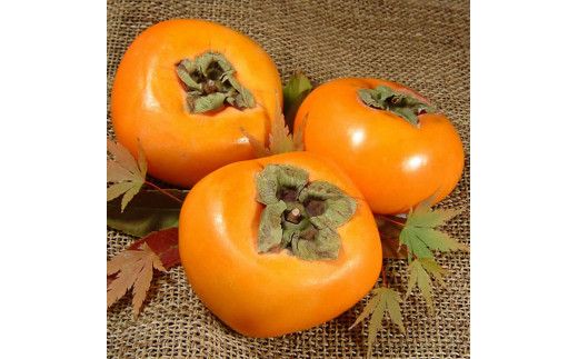 和歌山の 種なし 柿 約7.5kg【秀品：サイズ・品種おまかせ】和歌山県産/紀伊国屋文左衛門本舗　※2025年9月下旬～2025年11月下旬頃に順次発送予定(お届け日指定不可)【sgtb801B】