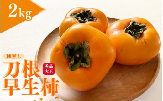 【先行予約】種無し柿 刀根早生柿 秀品大玉 約2kg（6個） 2024年9月末頃～10月下旬頃に順次発送予定（お届け日指定不可）/ 柿 かき 種無し 秀品 大玉 フルーツ 果物 【kiy001】