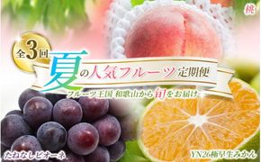 【定期便】夏の人気フルーツ定期便！桃・ピオーネ・極早生みかん（全3回）/ フルーツ 果物 もも モモ ぶどう ブドウ みかん ミカン 柑橘 旬 定期便  