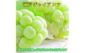 紀州かつらぎ山の瀬戸ジャイアンツ 約2kg ※2025年8月下旬～9月上旬頃に順次発送予定(お届け日指定不可)【uot793】