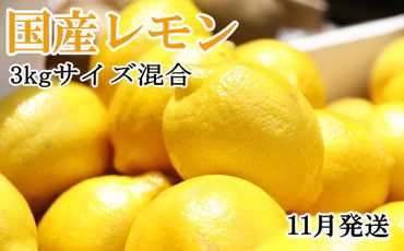 【手選別・産直】紀の川産の安心国産レモン約3kg＊11月発送＊
