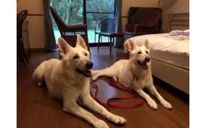 ペットと泊まれる ゆったりゆっくりプラン（ペア宿泊券）離れ風宿【御宿はなわらび】_HA0538