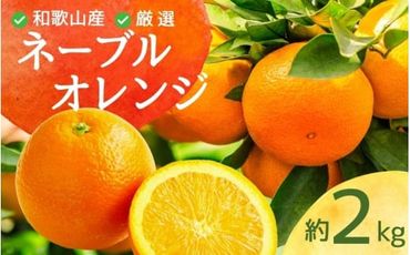 ＜2月より発送＞厳選 ネーブルオレンジ2kg+60g（傷み補償分）【光センサー選別】 ※北海道・沖縄・離島への配送不可【ikd201】