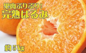 果肉ぷりぷり!完熟はるみ5kg　※2025年2月上旬頃〜下旬頃に順次発送予定(お届け日指定不可) 【uot732】