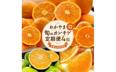 和歌山旬のカンキツ定期便【M】全4回（配送日時指定不可）※沖縄・離島への配送不可 / 定期便 フルーツ みかん 清見オレンジ 青切り 青切りみかん カラマンダリン 4回 【ard-tkb903】