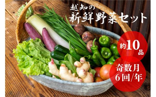 越知産市の季節の野菜セット(年6回発送) 奇数月　産地直送　旬野菜