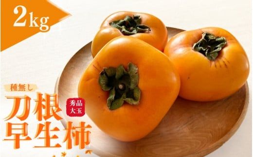 【先行予約】種無し柿 刀根早生柿 秀品大玉 約2kg（6個） 2024年9月末頃～10月下旬頃に順次発送予定（お届け日指定不可）/ 柿 かき 種無し 秀品 大玉 フルーツ 果物 くだもの【kiy002【kiy002】