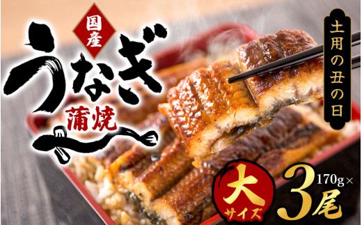 [土用の丑の日までにお届け!][大型サイズ]国産 大型サイズ ふっくら柔らか 国産うなぎ蒲焼き 3尾 化粧箱入 先行予約国産 うなぎ ウナギ 鰻 蒲焼用の丑の日 丑の日 [uot303-dy]