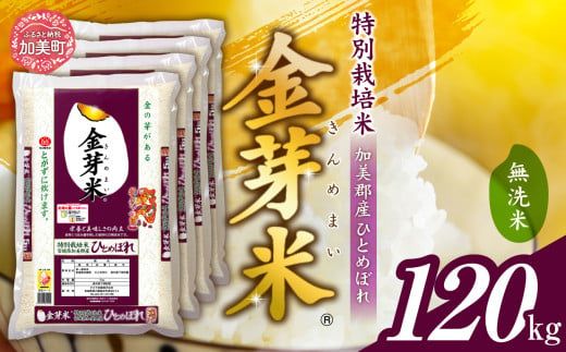 米 無洗米 金芽米 令和6年 宮城県 加美産 ひとめぼれ 特別栽培米 120kg ( 5kg × 24袋 ) [ 宮城県 加美町 ] お米 こめ コメ 精米 白米 玄米 きんめまい おすすめ 新米