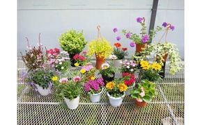 お楽しみ季節の鉢植え（ミニ）