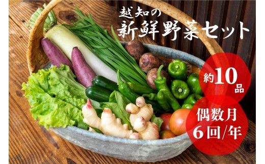 越知産市の季節の野菜セット(年6回発送) 偶数月　産地直送　旬野菜