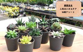 960.人気のハオルチア16種詰め合わせ（A960-2）