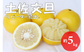 【先行予約受付中 2026年発送】森下さん家の土佐文旦(約5kg/8～12玉)　フルーツ 果物 新鮮 産直 柑橘