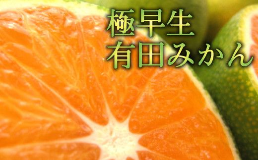 【初秋の美味】厳選!濃厚極早生有田みかん　約8kg【2024年10月中旬頃から順次発送予定】