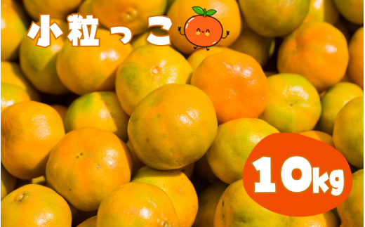 [先行予約]温州みかん 「小粒っこ」 10kg (極早生・早生・中生・晩稲)[2S〜3Sサイズおまかせ][2025年10月中旬〜2026年1月下旬までに順次発送][味好農園]/温州 みかん 小玉 蜜