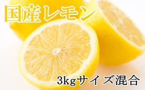 【産直】和歌山産レモン約3kg（サイズ混合）※2025年3月中旬～2025年5月下旬頃に順次発送【tec504A】