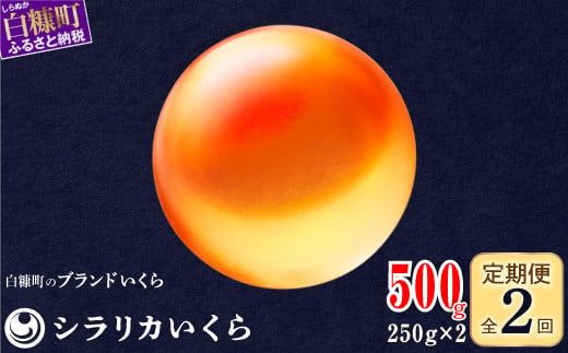 年2回お届け定期便 シラリカいくら(生いくら) 500g(250g×2) お好みに味付けができます いくら イクラ 生いくら 生イクラ 小分け いくら醤油漬 鮭いくら 鮭イクラ イクラ醤油漬 鮭 鮭卵