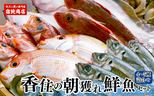 [香住の朝獲れ地魚セット 3-10月限定 新鮮 鮮魚 4〜5種類詰め合わせ(1.5kg〜2kg程度)香住産 冷蔵]※漁の状況により発送までに1ヶ月半程度かかる場合があります。入金確認後、ご連絡の上、発送いたします。配送日指定不可。季節感のある旬の鮮魚をお届けします。ご希望により内蔵処理も承ります。大人気 ふるさと納税 お刺身 煮魚 焼魚 フライ 兵庫県 香美町 香住 柴山 宿院商店 33-11