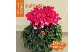 シクラメン 10号鉢（30cm） ますだ農園 【お届け：11月～12月】 花 植物 フラワー F4N-1401