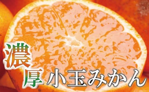 家庭用　小玉な有田みかん6.5kg+195g（傷み補償分）【わけあり・訳あり】【光センサー選果】＜11月上旬より順次発送予定＞【ikd118A】