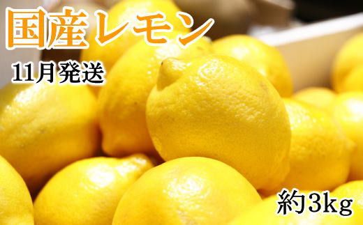 【手選別・産直】紀の川産の安心国産レモン約3kg＊11月発送＊