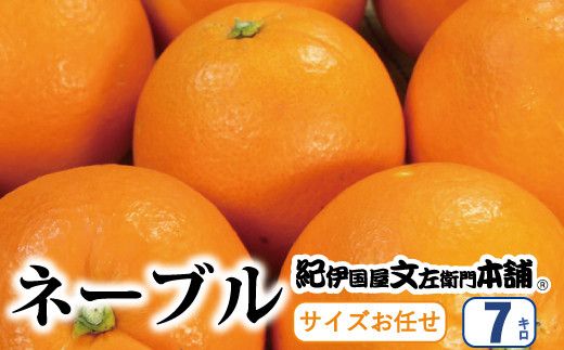 ネーブル 約7kg/サイズおまかせ　※2023年1月中旬～2月上旬頃に順次発送予定(お届け日指定不可)　紀伊国屋文左衛門本舗【ntbt430】