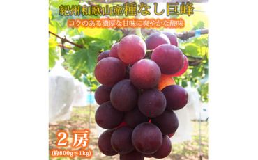 紀州和歌山産の種なし巨峰ぶどう2房(約800g〜1kg)※2025年8月上旬頃〜2025年9月上旬頃に順次発送予定 / ぶどう ブドウ 葡萄 種無し フルーツ 果物 くだもの[uot814]