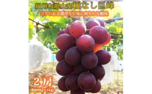 紀州和歌山産の種なし巨峰ぶどう２房（約800g〜1kg）※2025年8月上旬頃〜2025年9月上旬頃に順次発送予定 / ぶどう ブドウ 葡萄 種無し フルーツ 果物 くだもの【uot814】 