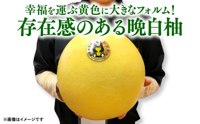 八代特産 晩白柚 （ばんぺいゆ） 2Lサイズ(約2kg)×2玉 柑橘 果物 フルーツ 熊本県産 ばんぺいゆ フルーツ 柑橘 特産品