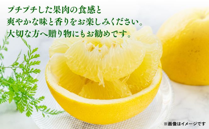 八代特産 晩白柚 （ばんぺいゆ） 2Lサイズ(約2kg)×2玉 柑橘 果物 フルーツ 熊本県産 ばんぺいゆ フルーツ 柑橘 特産品