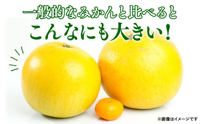 【先行予約】 八代特産 晩白柚（ばんぺいゆ）2Lサイズ(約2kg)×3玉 柑橘 果物 フルーツ 熊本県産 ばんぺいゆ フルーツ 柑橘 特産品【2024年12月上旬より順次発送】