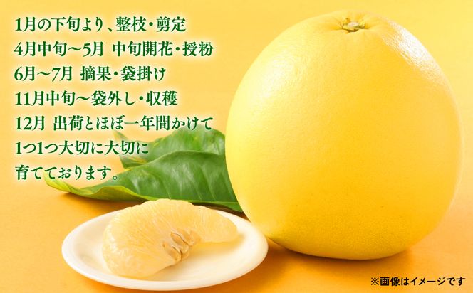 晩白柚2Lサイズ2玉入り 約4kg【熊本県産】八代特産品 ばんぺいゆ