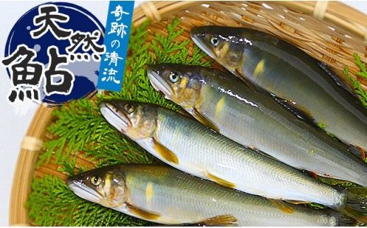 （2026年先行受付）高知県仁淀川の天然鮎　約500ｇ
