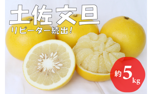 【先行予約受付中 2026年発送】森下さん家の土佐文旦(約5kg/8～12玉)　フルーツ 果物 新鮮 産直 柑橘