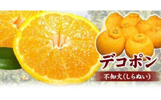 デコ不知火（デコポン） 約2.8kg / サイズおまかせ　※2026年2月上旬～2026年4月上旬頃に順次発送予定(お届け日指定不可)　紀伊国屋文左衛門本舗【sgtb421C】