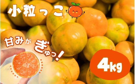 温州みかん 「小粒っこ」 4g ※箱込み (極早生・早生・中生・晩稲)[2S〜3Sサイズおまかせ][2025年10月中旬〜2026年1月下旬までに順次発送][味好農園]/温州 みかん 小玉 蜜柑 柑橘