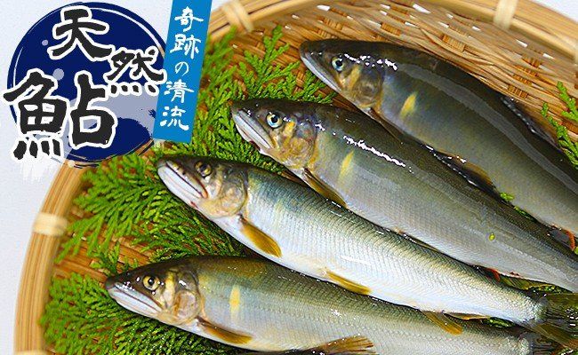  （2026年先行受付）高知県仁淀川の天然鮎（冷凍）約500ｇ