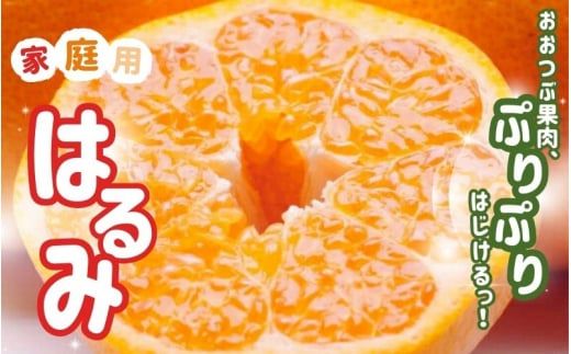 【先行予約】家庭用 はるみ 7.5kg+250g（傷み補償分)/ みかん ミカン 有田みかん 柑橘 フルーツ 果物 和歌山 オレンジ ※2027年2月上旬〜3月下旬頃に順次発送予定 ※北海道・沖縄・離島への配送不可 【ikd013-c-7d5B】