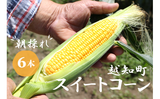 【期間限定】≪数量限定≫ 山中さんの朝採れ　スイートコーン