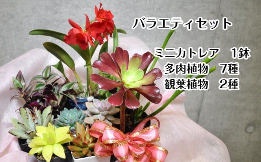 899.人気植物10種バラエティセット（A899-1）