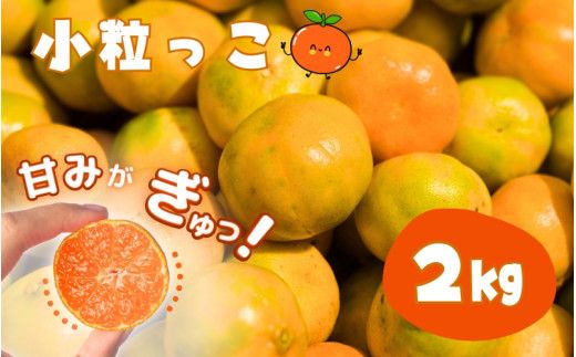 お試しにピッタリ! 温州みかん 「小粒っこ」 2kg※箱込み ※秀優混合 [2S〜3Sサイズおまかせ][2025年10月中旬〜2026年1月下旬までに順次発送](極早生・早生・中生・晩稲)[味好農園]