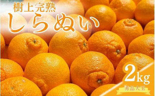【先行予約】希少な樹上完熟　しらぬい（不知火） 秀品大玉 約2kg(6個) 2027年2月末～2027年3月末頃に順次発送予定（お届け日指定不可）/ 和歌山 みかん しらぬい 不知火 フルーツ 柑橘 蜜柑 果物 くだもの【kiy001A】
