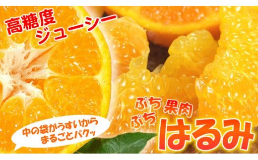 はるみ 約3kg / サイズおまかせ　※2025年1月下旬～2025年3月中旬頃に順次発送予定(お届け日指定不可)　紀伊国屋文左衛門本舗　【sgtb461B】