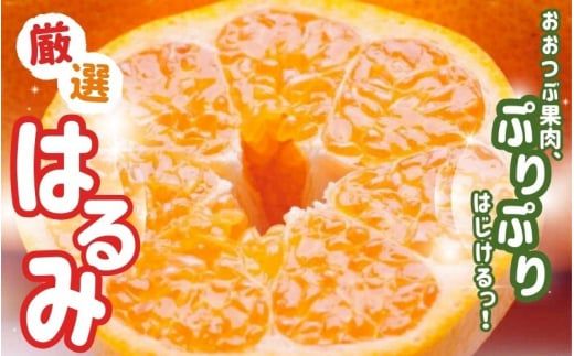 ya̎RI쒬zys\zI͂2.5kg+250giݕ⏞j2蔭/ ݂ ~J Lc݂ k t[c ʕ a̎R IWyikd048Cz